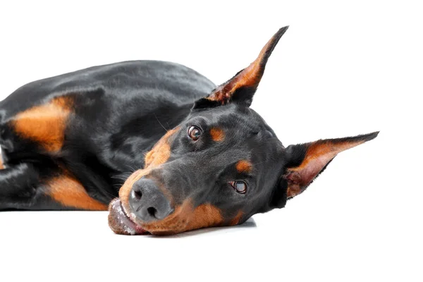 Dobermann pinscher deitado sobre fundo isolado — Fotografia de Stock