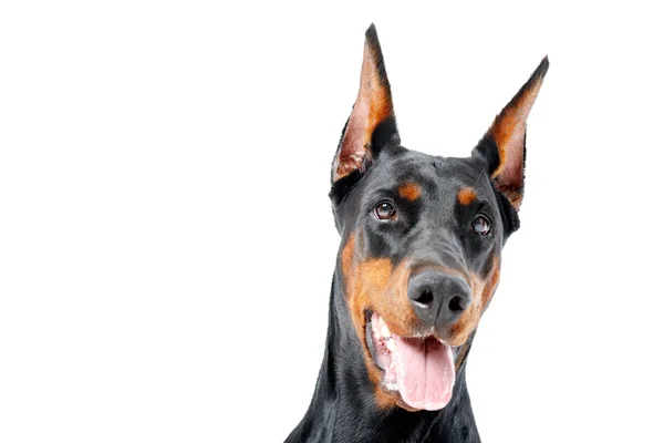 Retrato de dobermann pinscher com boca aberta — Fotografia de Stock