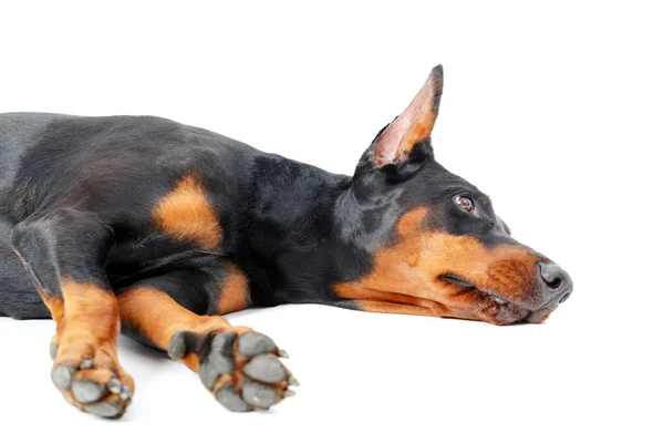 Dobermann pinscher deitado sobre fundo isolado — Fotografia de Stock