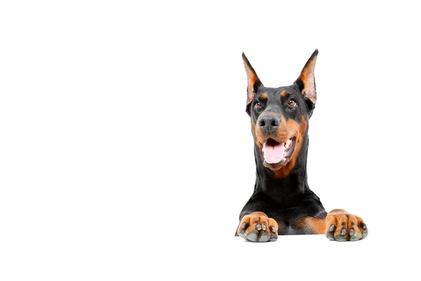 Dobermann pinscher che emerge da dietro — Foto Stock