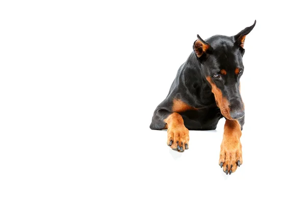 Visão superior do triste doberman pinscher . — Fotografia de Stock