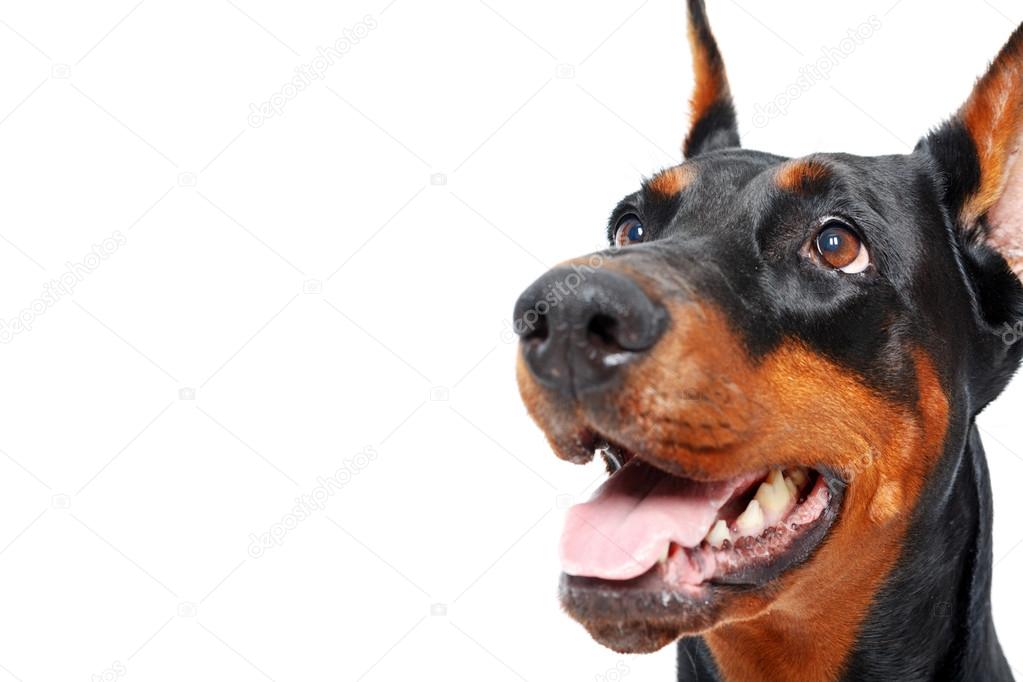 Close up of doberman pinscher with opened mouth