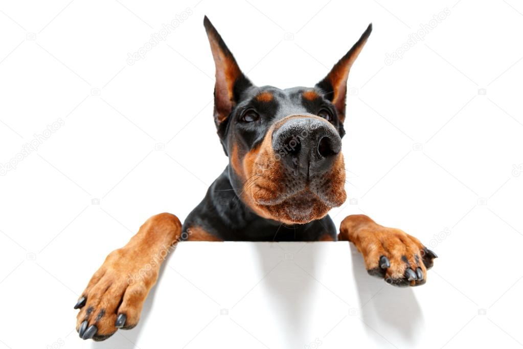 Close up of climbing doberman pinscher