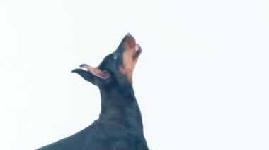 Dobermann pincher havlayan yan görünüm