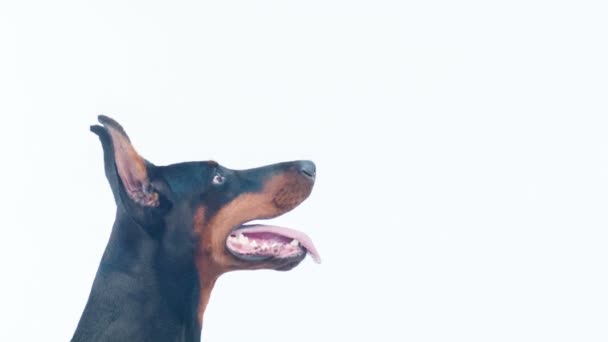 Sidan närbild av dobermann pincher — Stockvideo