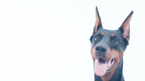 Primer plano del hocico Doberman — Vídeo de stock