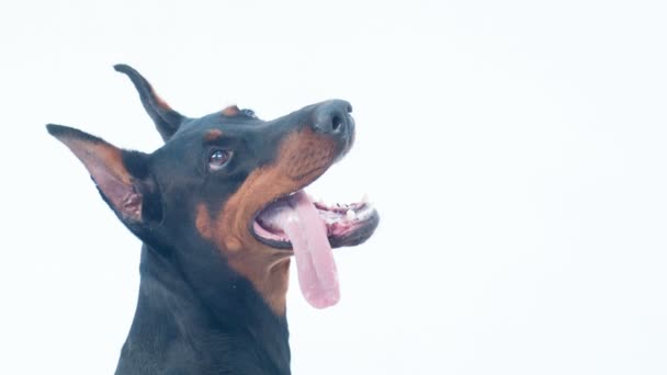 Close-up de focinho de Doberman — Vídeo de Stock