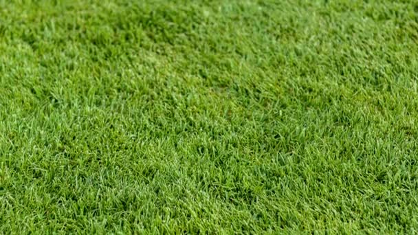 Close-u de poner pelota de golf en el campo — Vídeo de stock