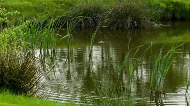 Shot of pond on golf field — Stock Video