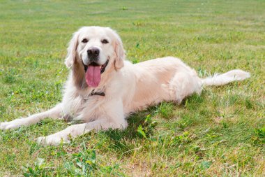 Golden Retriever parkta