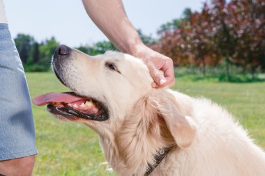 Golden Retriever parkta