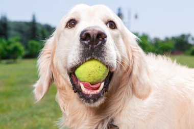 Golden retriever 'ın portresi