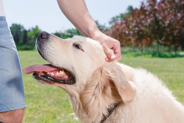 Golden Retriever im Park — Stockfoto