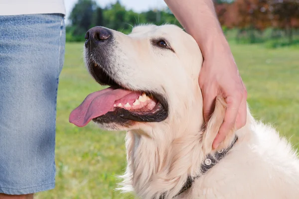 Golden Retriever parkta — Stok fotoğraf