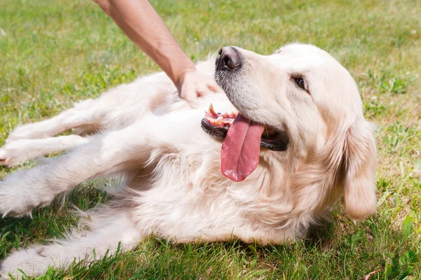 Golden Retriever parkta — Stok fotoğraf