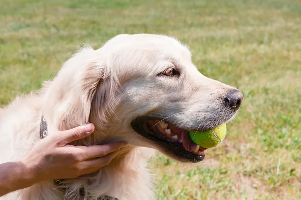 Golden Retriever im Park — Stockfoto