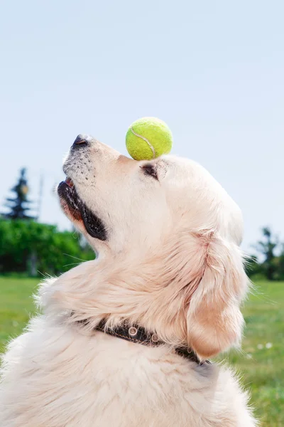 Golden retriever beautiful dog — Φωτογραφία Αρχείου