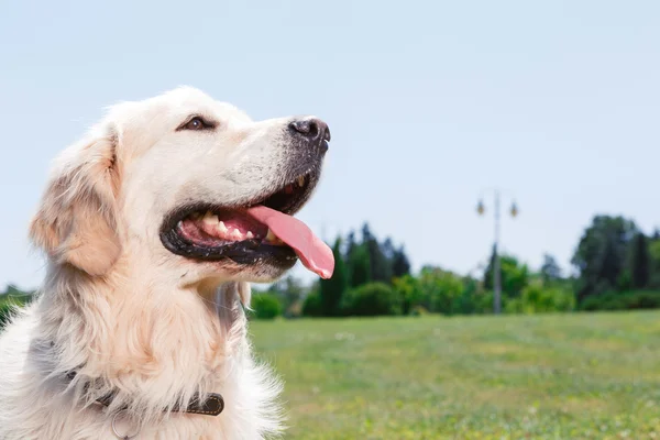 Golden retriever beautiful dog — Stock fotografie