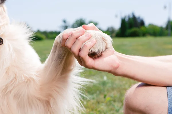 Divertir-se com um cão — Fotografia de Stock