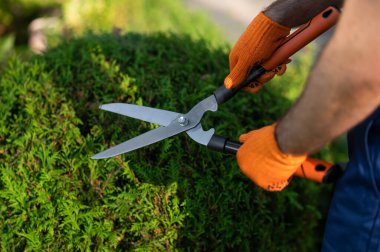 Erkek bahçıvan açık havada çalışıyor. Sağlıklı bahçeyi koruyor.