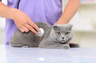 Positive vet examining a cat