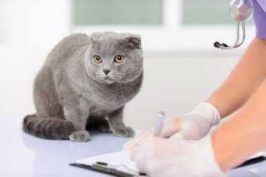 Masada oturan güzel kedi