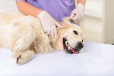 Profesyonel veteriner bir köpek incelenmesi