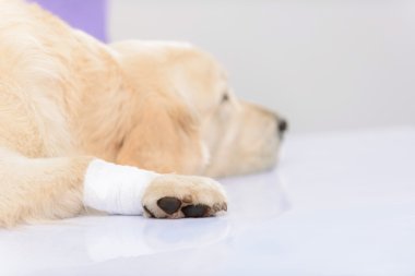 Profesyonel veteriner bir köpek incelenmesi