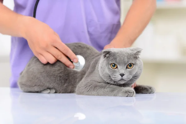 Medicul veterinar pozitiv examinează o pisică — Fotografie, imagine de stoc