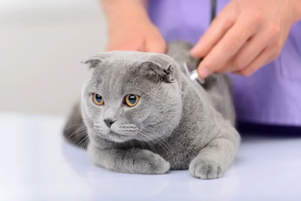 Medicul veterinar pozitiv examinează o pisică — Fotografie, imagine de stoc