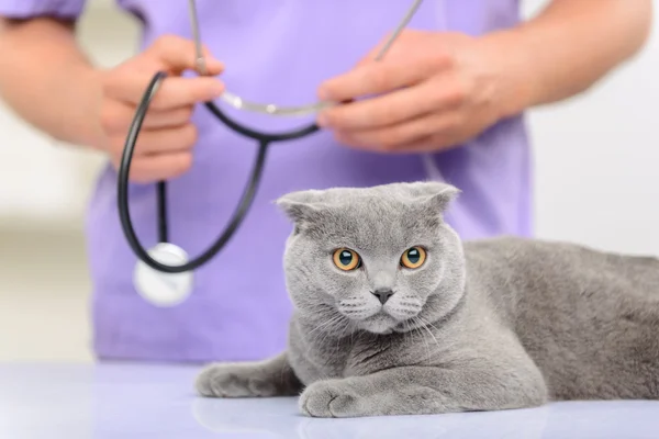 Veterinario positivo examinando un gato — Foto de Stock