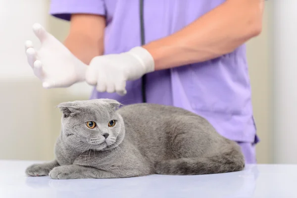 Veterinario positivo examinando un gato — Foto de Stock