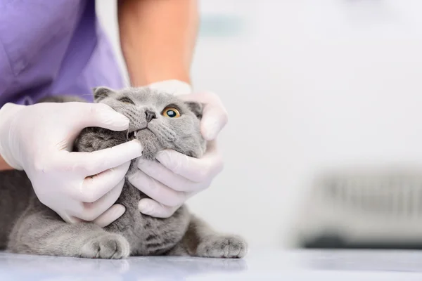 Veterinário positivo examinando um gato — Fotografia de Stock