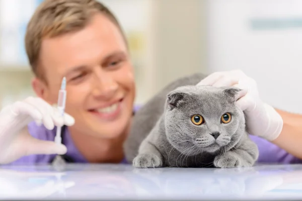 Veterinário positivo examinando um gato — Fotografia de Stock