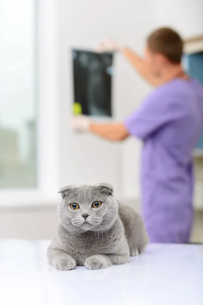 Veterinario positivo examinando un gato — Foto de Stock