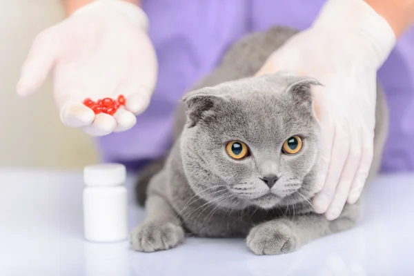 Lindo gato sentado en la mesa — Foto de Stock