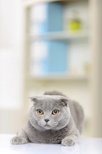 Хорошая кошка, сидящая на столе — стоковое фото