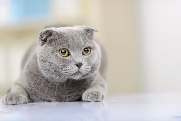 Schöne Katze auf dem Tisch — Stockfoto