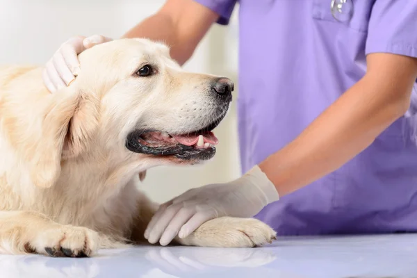 Veterinário profissional examinando um cão — Fotografia de Stock