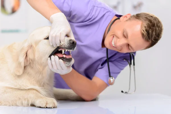 Vétéran professionnel examinant un chien — Photo