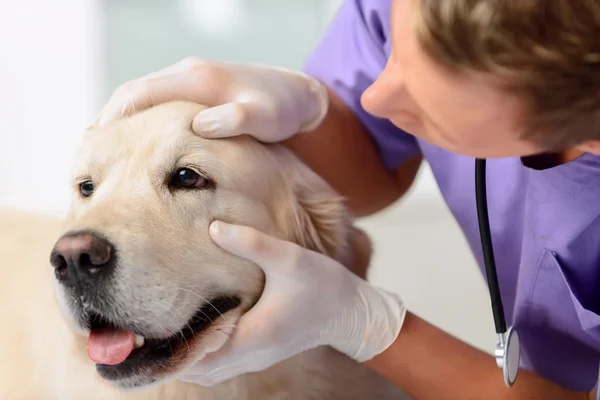 Veterinario profesional examinando un perro — Foto de Stock