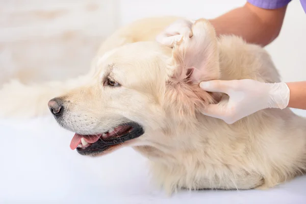 Професійний ветеринар, що вивчає собаку — стокове фото