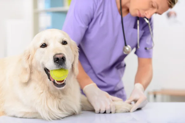 Dokter hewan profesional memeriksa anjing — Stok Foto