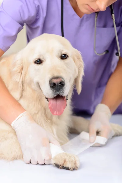 Veterinário profissional examinando um cão — Fotografia de Stock