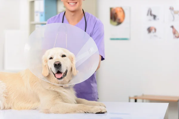 Vétéran professionnel examinant un chien — Photo