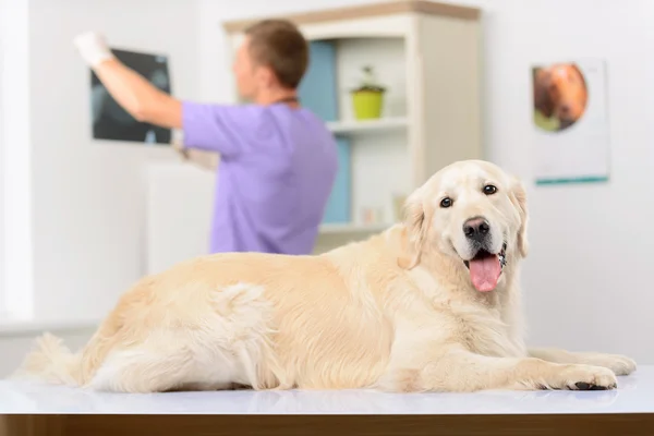 Veterinário profissional examinando um cão — Fotografia de Stock