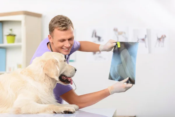 Veterinário profissional examinando um cão — Fotografia de Stock