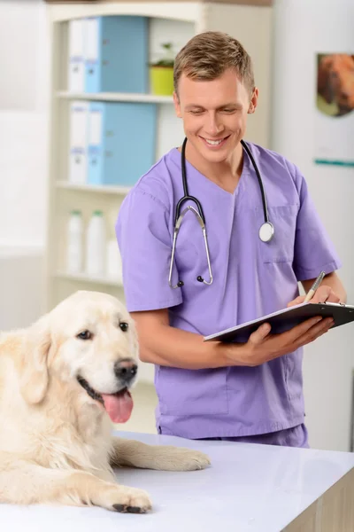 専門の獣医が犬を調べる — ストック写真