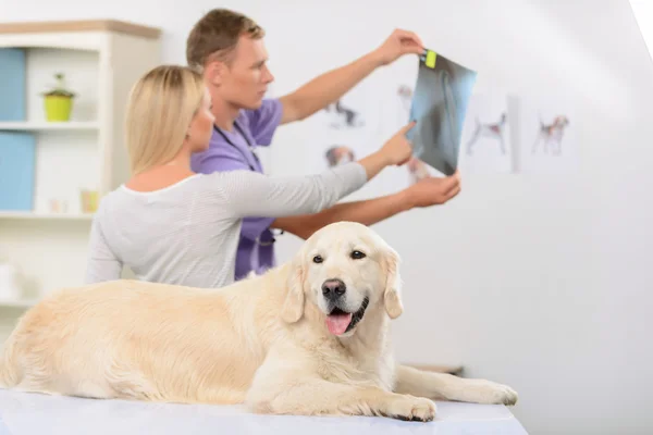 Medicul veterinar profesionist examinează un câine — Fotografie, imagine de stoc