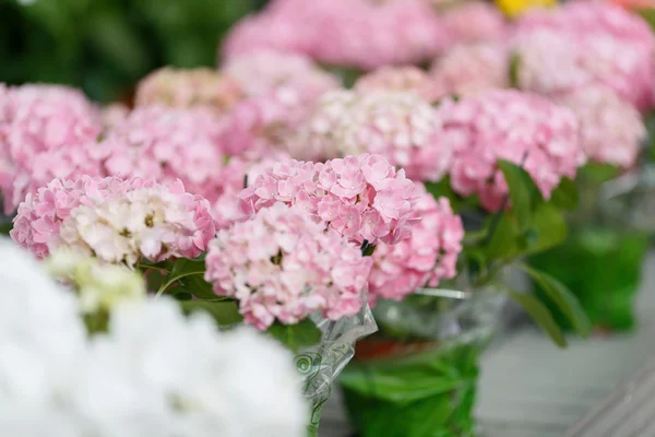Blommor i ett växthus — Stockfoto